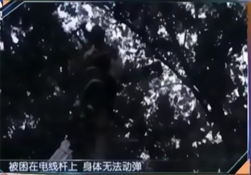 珠江電纜快訊|男子觸電被困，家屬怒斥消防員&ldquo;帶電也得救&rdquo;！